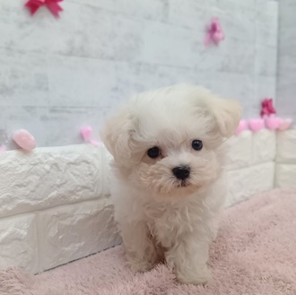 静岡県のハーフ犬・ミックス犬 (犬の家＆猫の里プレ葉ウォーク浜北店/2025年12月21日生まれ/男の子/ホワイト)の子犬の2枚目の画像