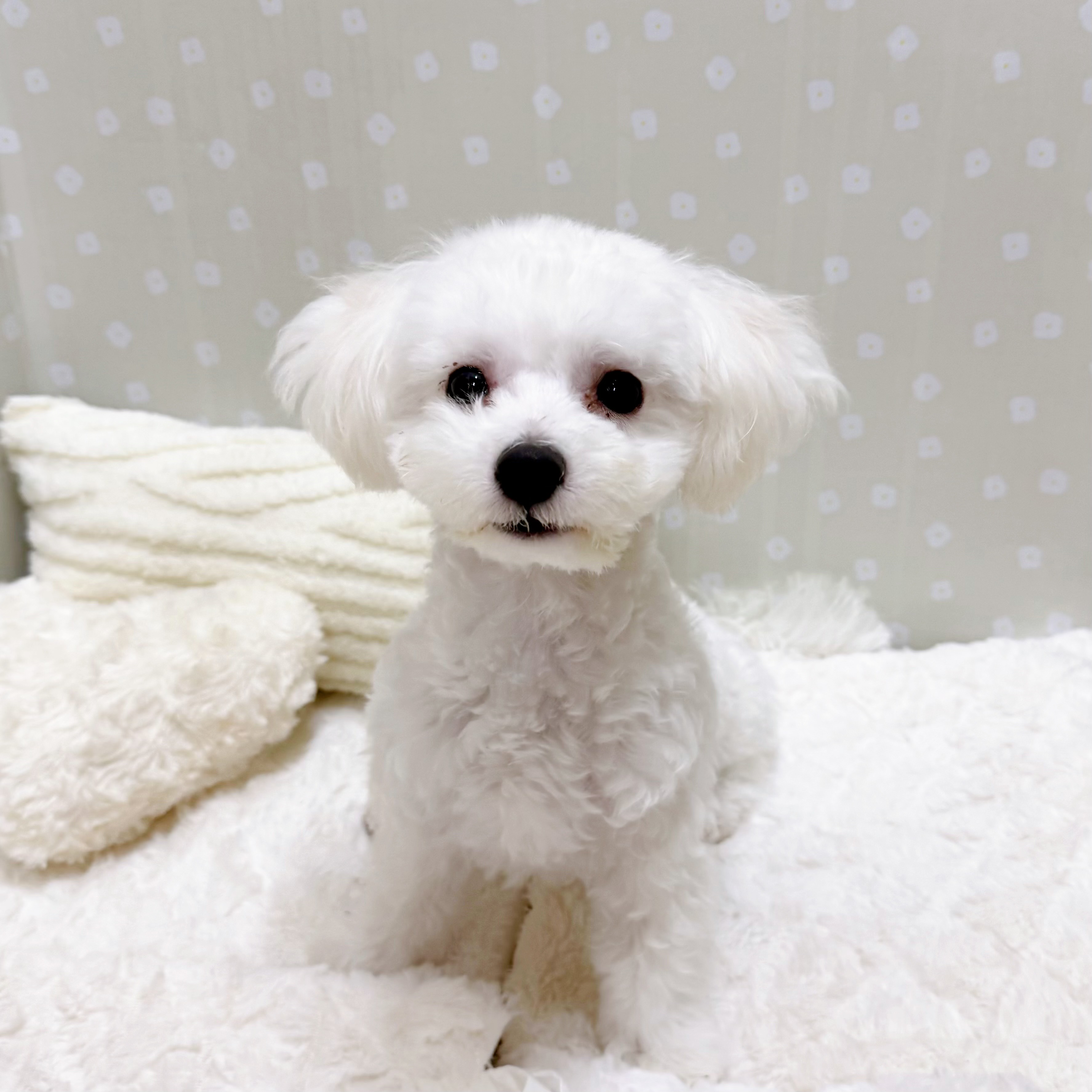 愛知県のハーフ犬・ミックス犬 (犬の家＆猫の里安城店/2025年12月21日生まれ/男の子/ホワイト)の子犬の1枚目の画像