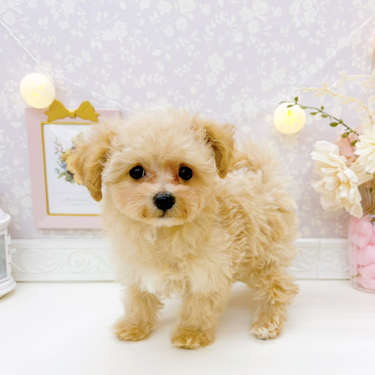 富山県のマルプー(マルチーズ×プードル) (犬の家＆猫の里富山店/2025年12月18日生まれ/男の子/クリームホワイト)の子犬の2枚目の画像