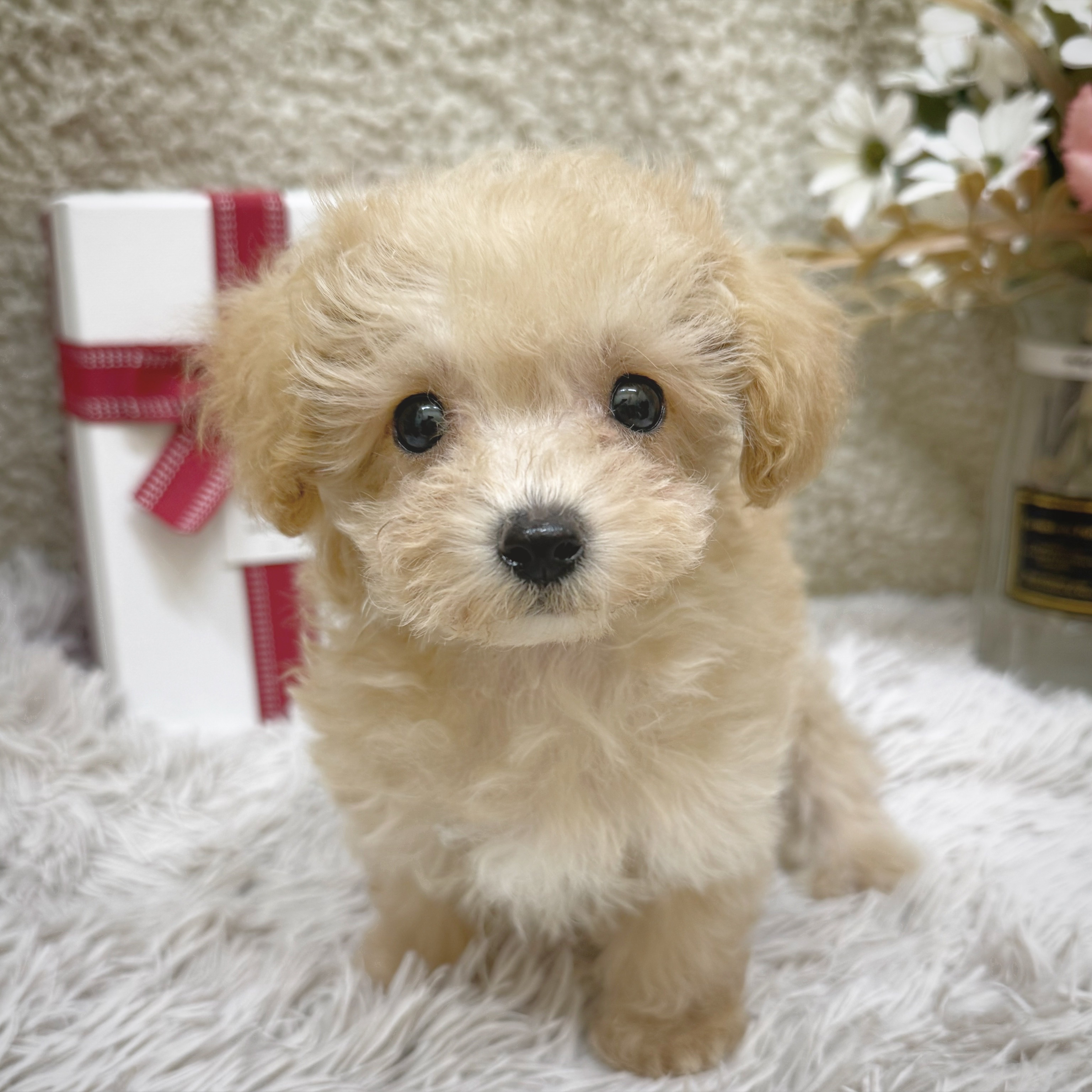 静岡県のマルプー(マルチーズ×プードル) (犬の家＆猫の里藤枝店/2025年12月18日生まれ/男の子/クリーム)の子犬の2枚目の画像