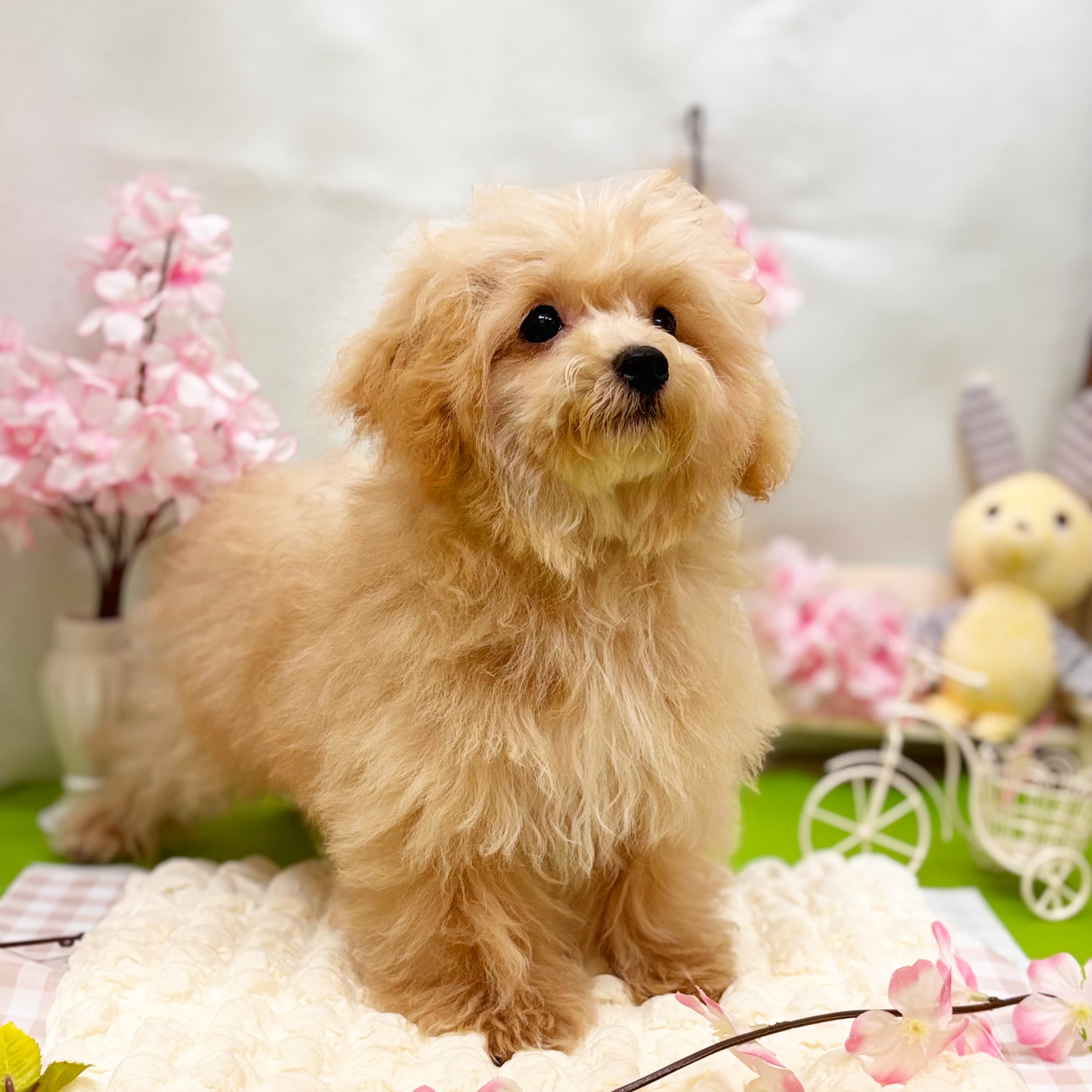 静岡県のマルプー(マルチーズ×プードル) (犬の家＆猫の里藤枝店/2025年12月18日生まれ/男の子/クリーム)の子犬の2枚目の画像