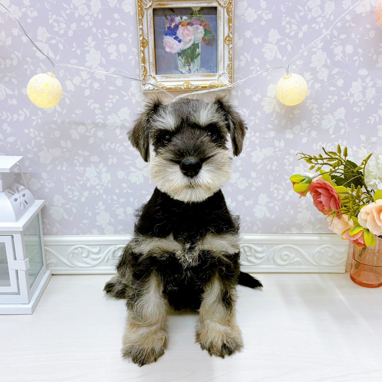 富山県のミニチュアシュナウザー (犬の家＆猫の里アミーゴ山室店/2025年12月20日生まれ/男の子/ソルトペッパー)の子犬の2枚目の画像