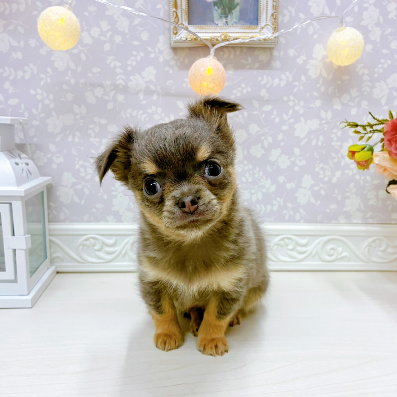 富山県のチワワ(ロング) (犬の家＆猫の里アミーゴ山室店/2025年12月20日生まれ/男の子/ブルータン)の子犬の1枚目の画像