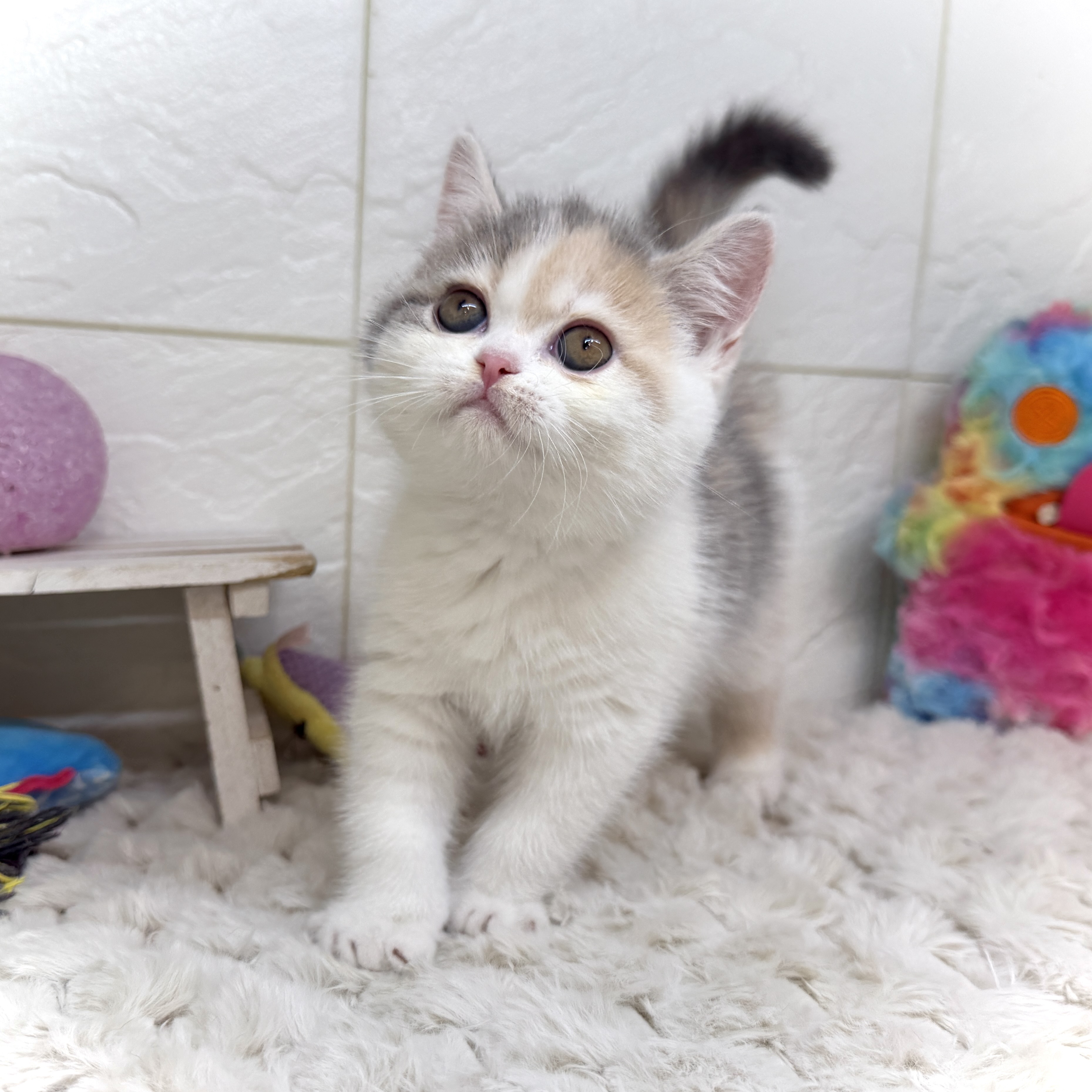 兵庫県のエキゾチック (犬の家＆猫の里ゆめタウン姫路店/2025年12月20日生まれ/女の子/ダイリュートキャリコ)の子猫の2枚目の画像