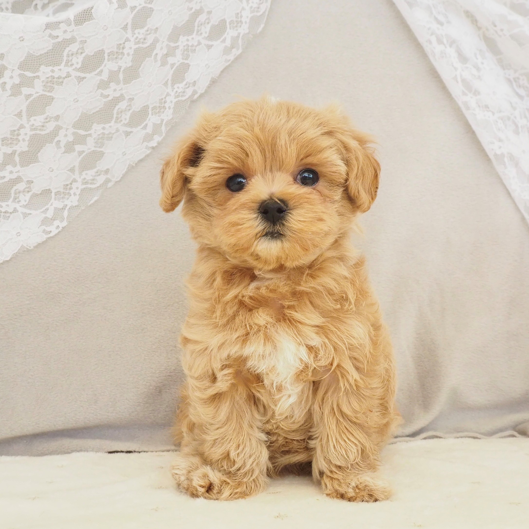 大阪府のマルプー(マルチーズ×プードル) (犬の家＆猫の里もりのみやキューズモールBASE店/2025年12月20日生まれ/男の子/クリームホワイト)の子犬の1枚目の画像