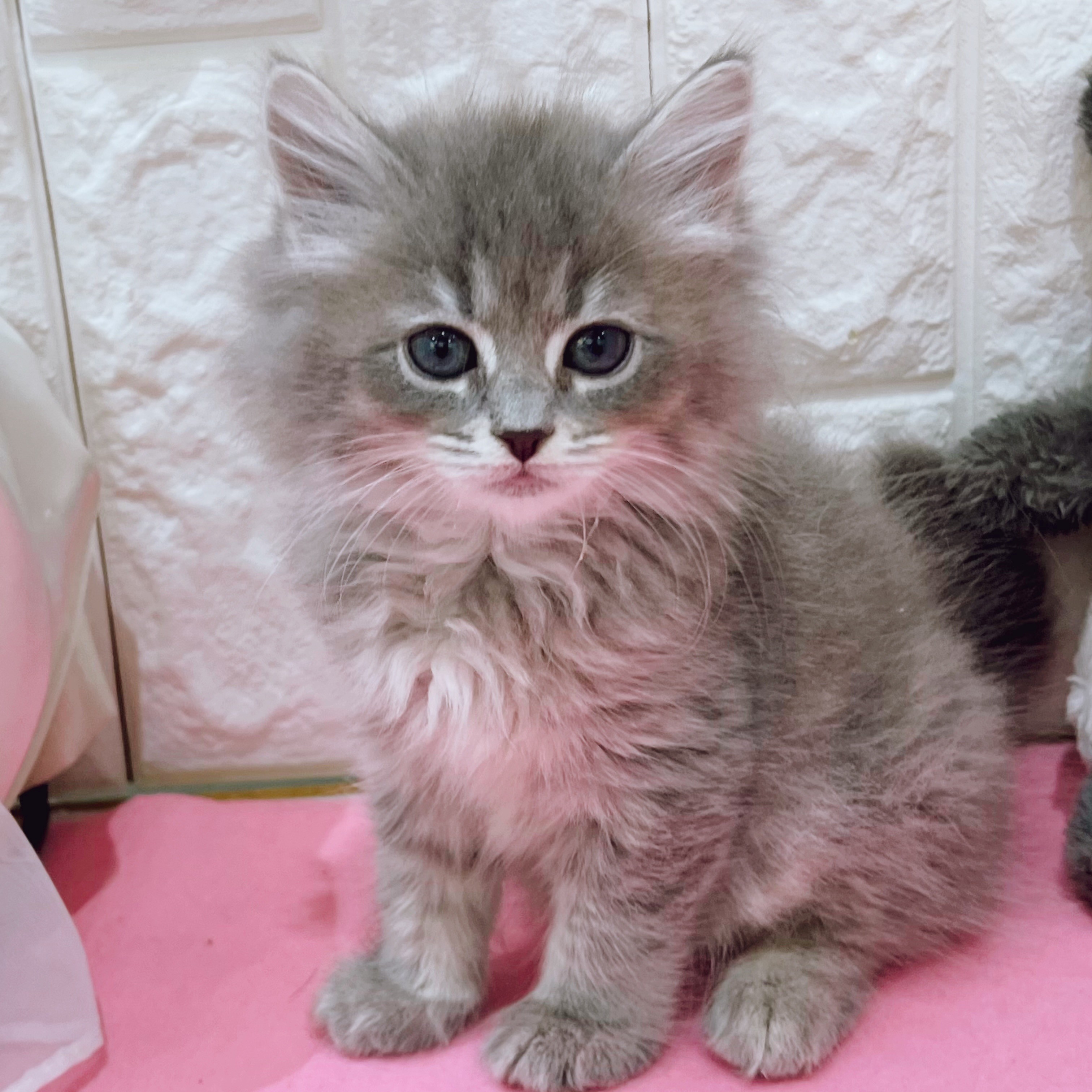 岡山県のサイベリアン (犬の家＆猫の里倉敷店/2025年12月21日生まれ/女の子/ブルータビーホワイト)の子猫の1枚目の画像