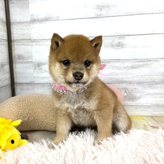 兵庫県の豆柴 (犬の家＆猫の里川西店/2025年12月21日生まれ/女の子/赤)の子犬の2枚目の画像