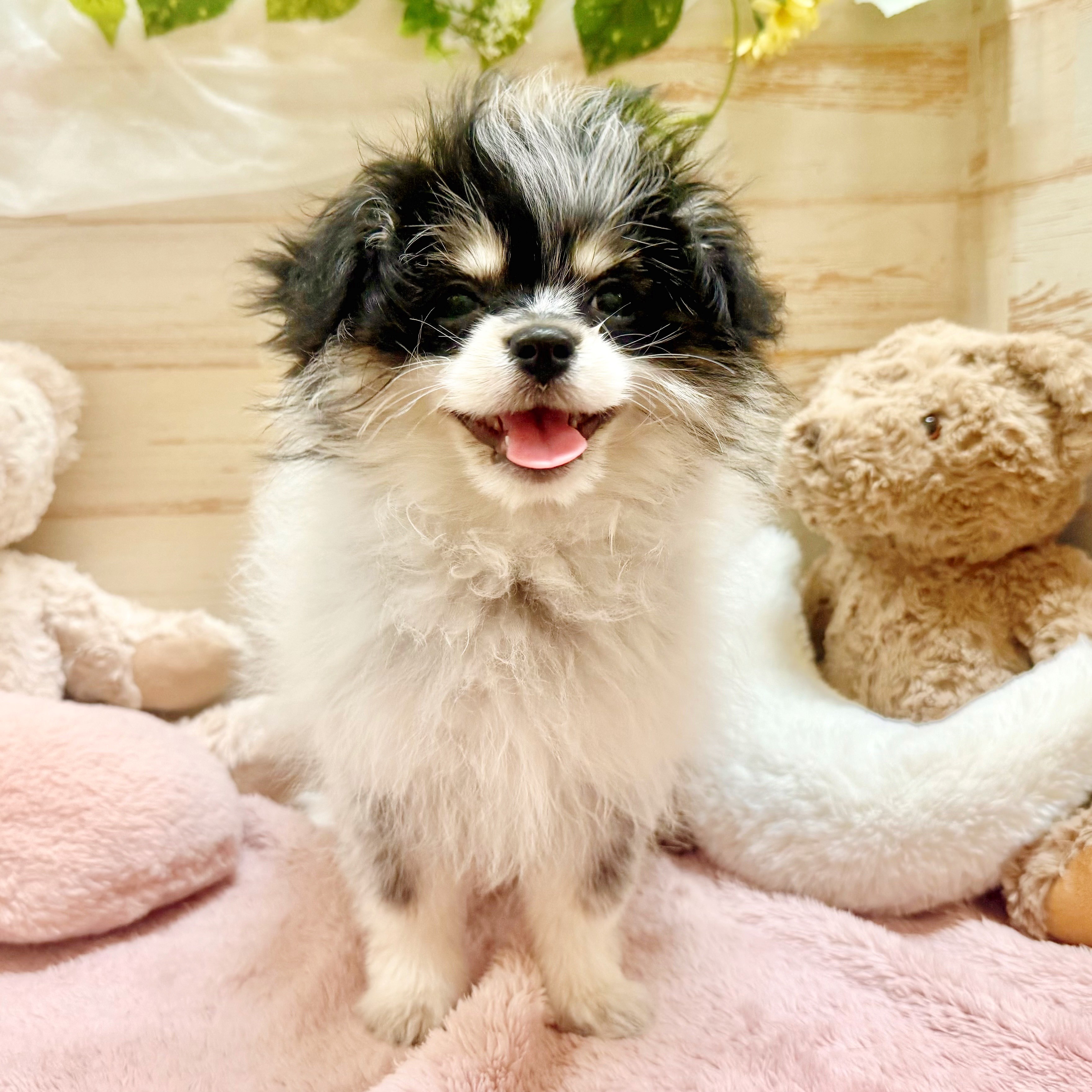 兵庫県のポメマル/マルポメ(ポメラニアン×マルチーズ) (犬の家＆猫の里神戸店/2025年12月20日生まれ/女の子/パーティーカラー)の子犬の1枚目の画像