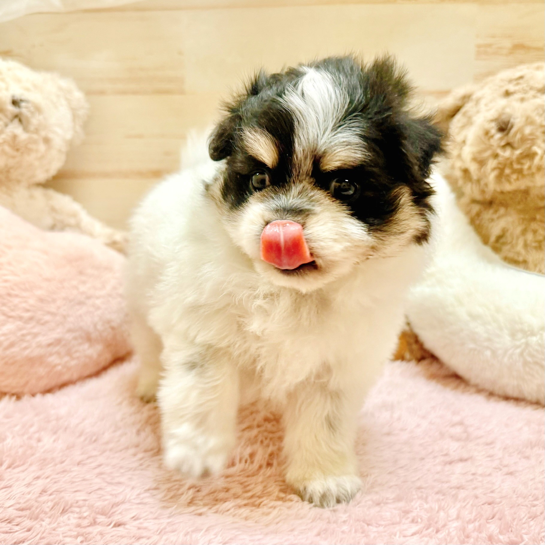 兵庫県のポメマル/マルポメ(ポメラニアン×マルチーズ) (犬の家＆猫の里神戸店/2025年12月20日生まれ/女の子/パーティーカラー)の子犬の2枚目の画像