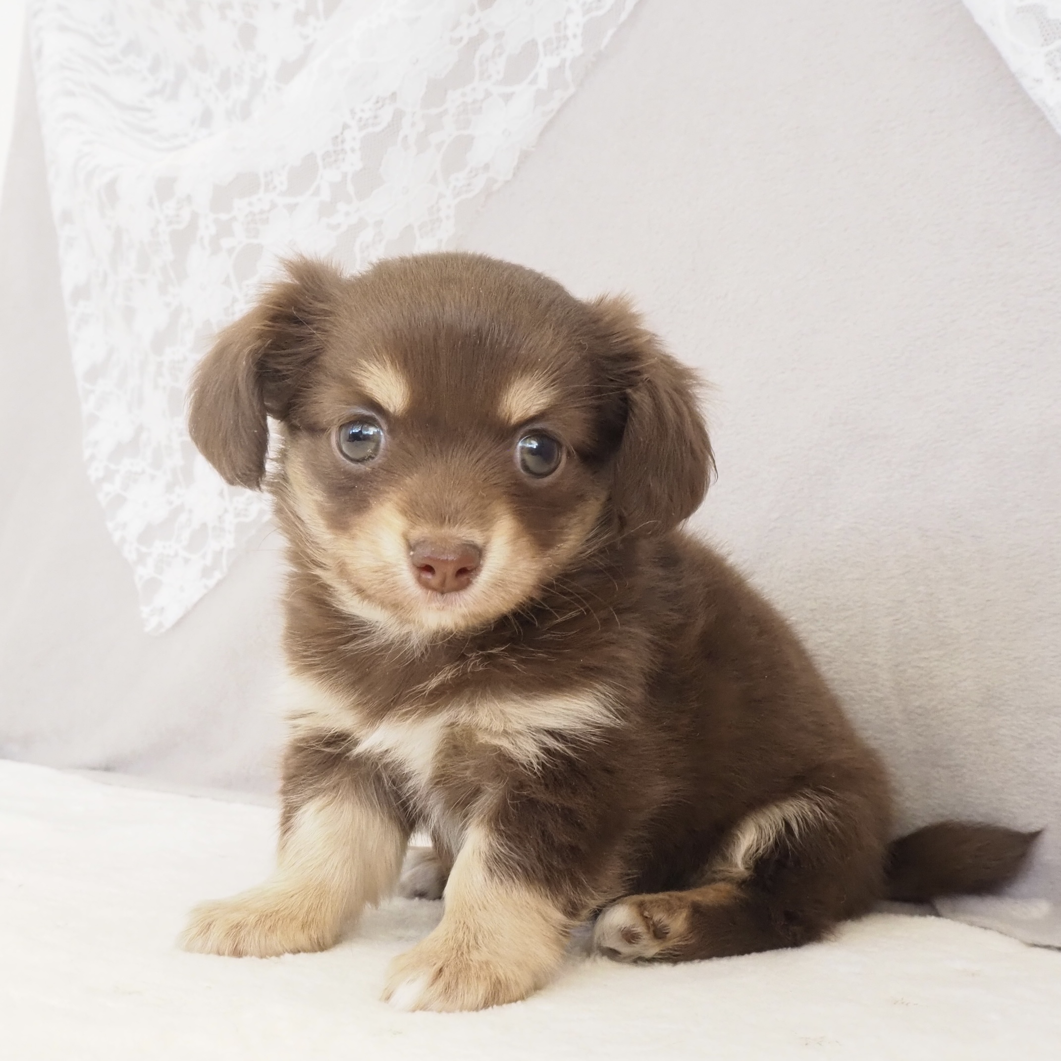 大阪府のチワックス(チワワ×ダックス) (犬の家＆猫の里もりのみやキューズモールBASE店/2025年12月21日生まれ/女の子/チョコレートクリーム)の子犬の2枚目の画像