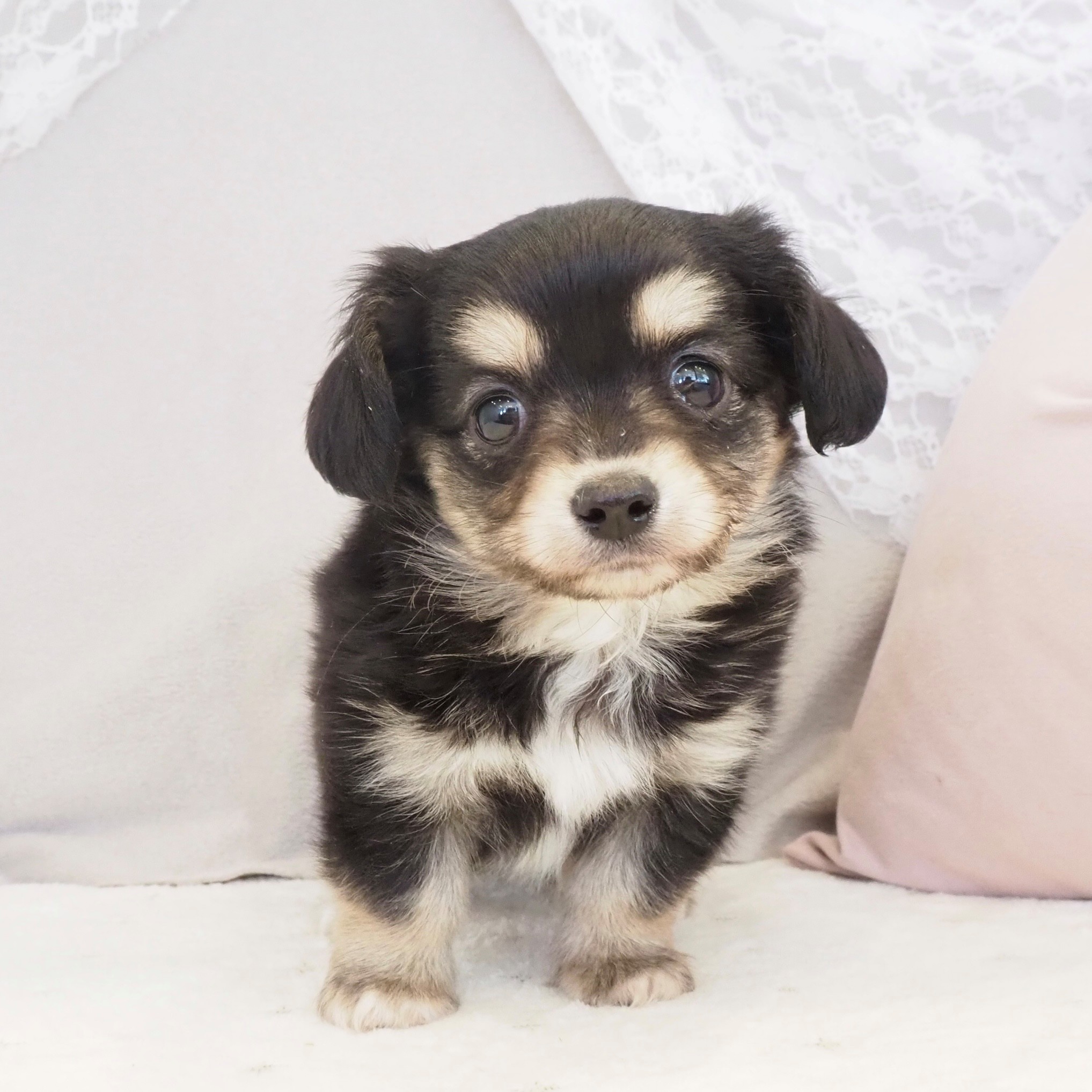 大阪府のチワックス(チワワ×ダックス) (犬の家＆猫の里もりのみやキューズモールBASE店/2025年12月21日生まれ/女の子/ブラッククリーム)の子犬の2枚目の画像