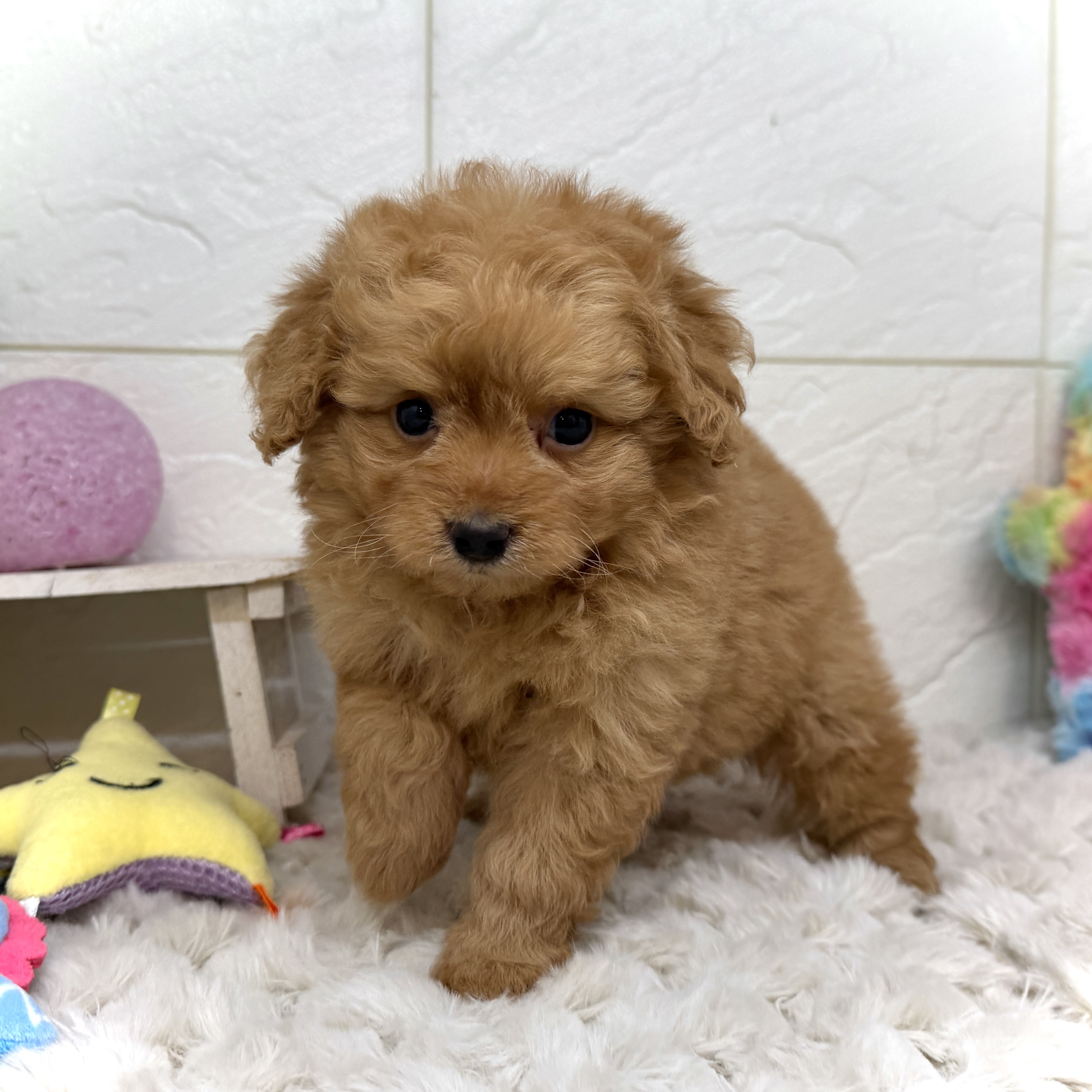 兵庫県のポメプー(ポメラニアン×プードル) (犬の家＆猫の里ゆめタウン姫路店/2025年12月20日生まれ/男の子/レッド)の子犬の2枚目の画像