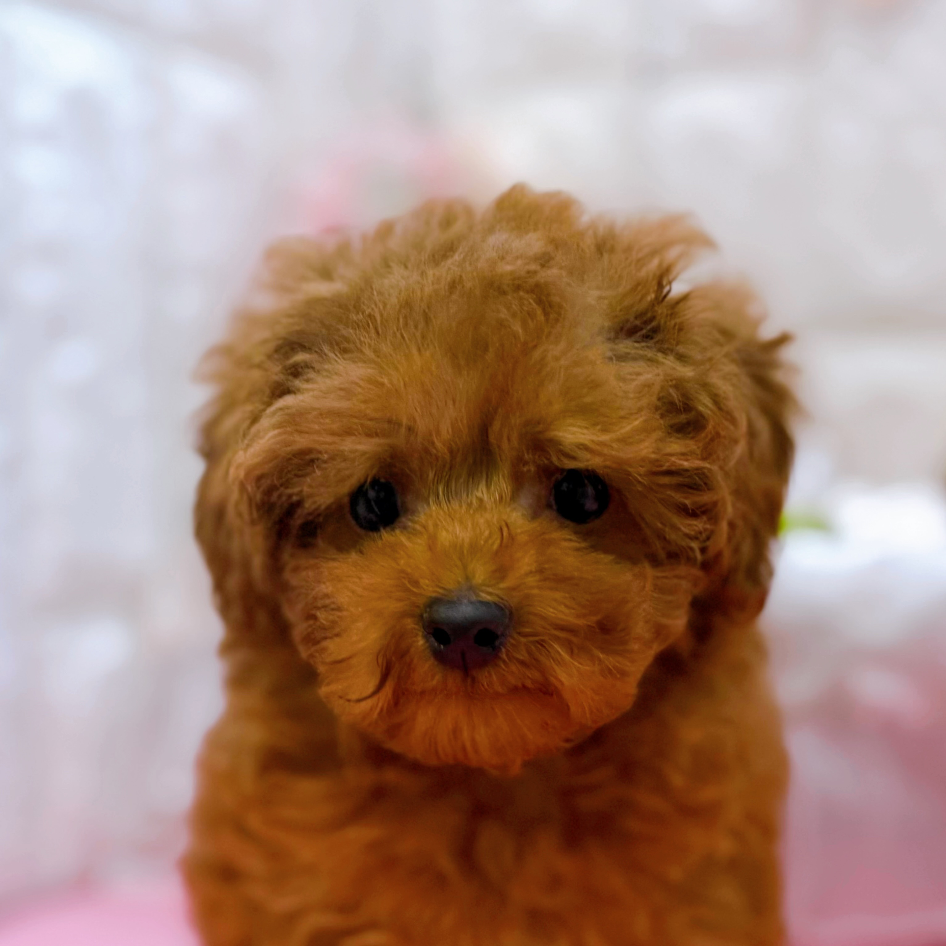 岡山県のトイプードル(トイ) (犬の家＆猫の里倉敷店/2025年12月20日生まれ/男の子/レッドフォーン)の子犬の1枚目の画像