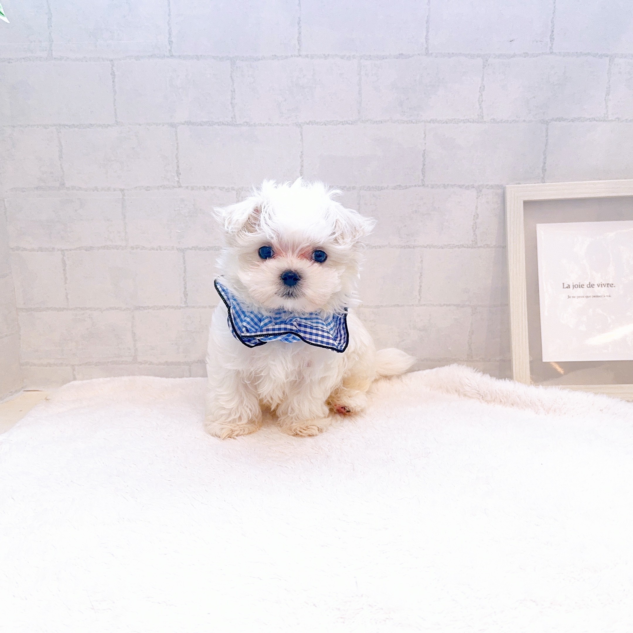 石川県のマルチーズ (犬の家＆猫の里金沢店/2025年12月16日生まれ/男の子/ホワイト)の子犬の2枚目の画像