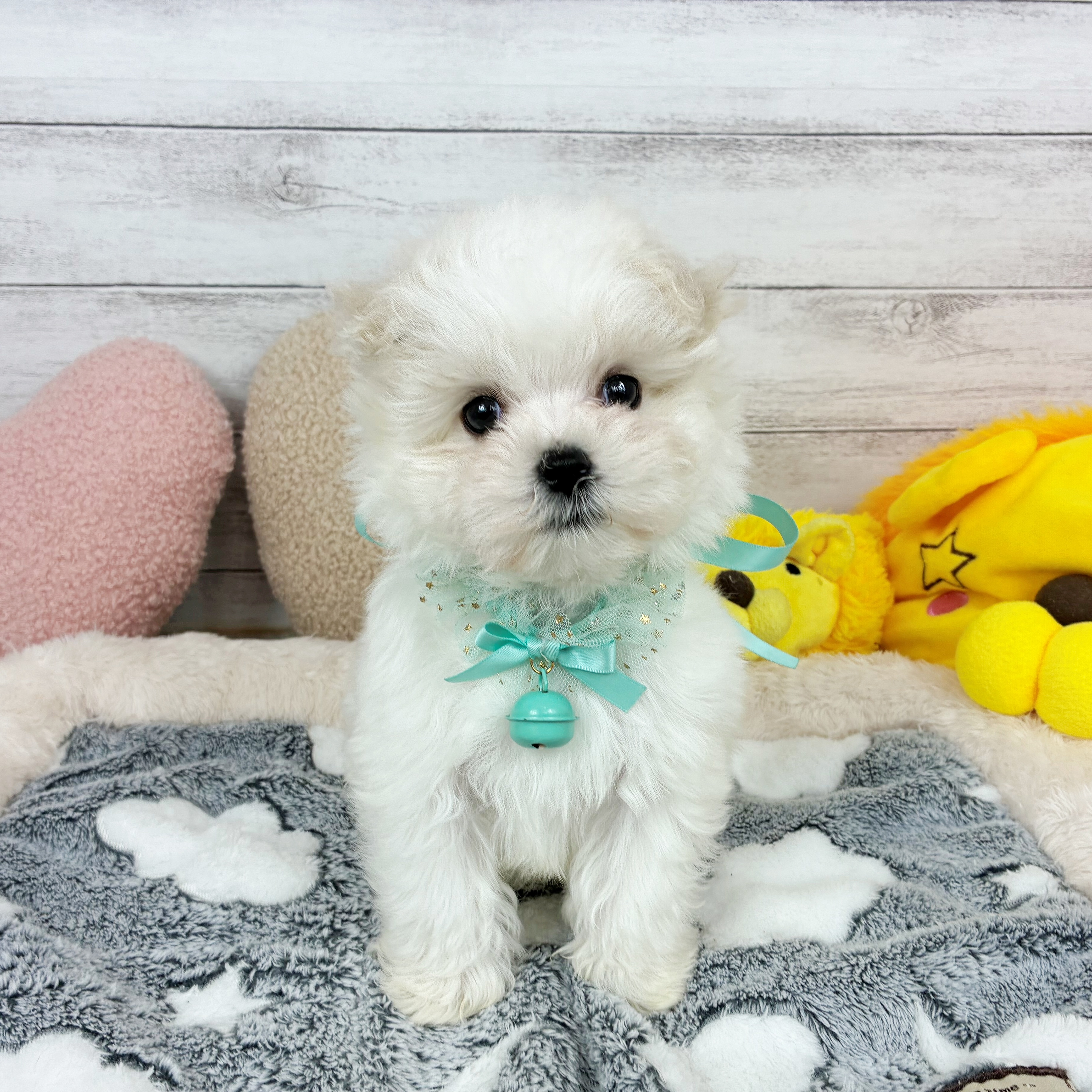 兵庫県のマルチーズ (犬の家＆猫の里川西店/2025年12月16日生まれ/男の子/ホワイト)の子犬の2枚目の画像