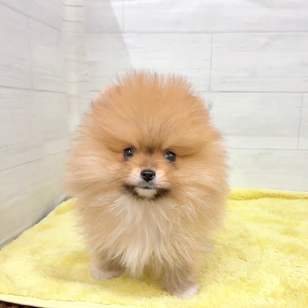 愛知県のポメラニアン (犬の家＆猫の里碧南店/2025年12月21日生まれ/男の子/オレンジセーブル)の子犬の2枚目の画像