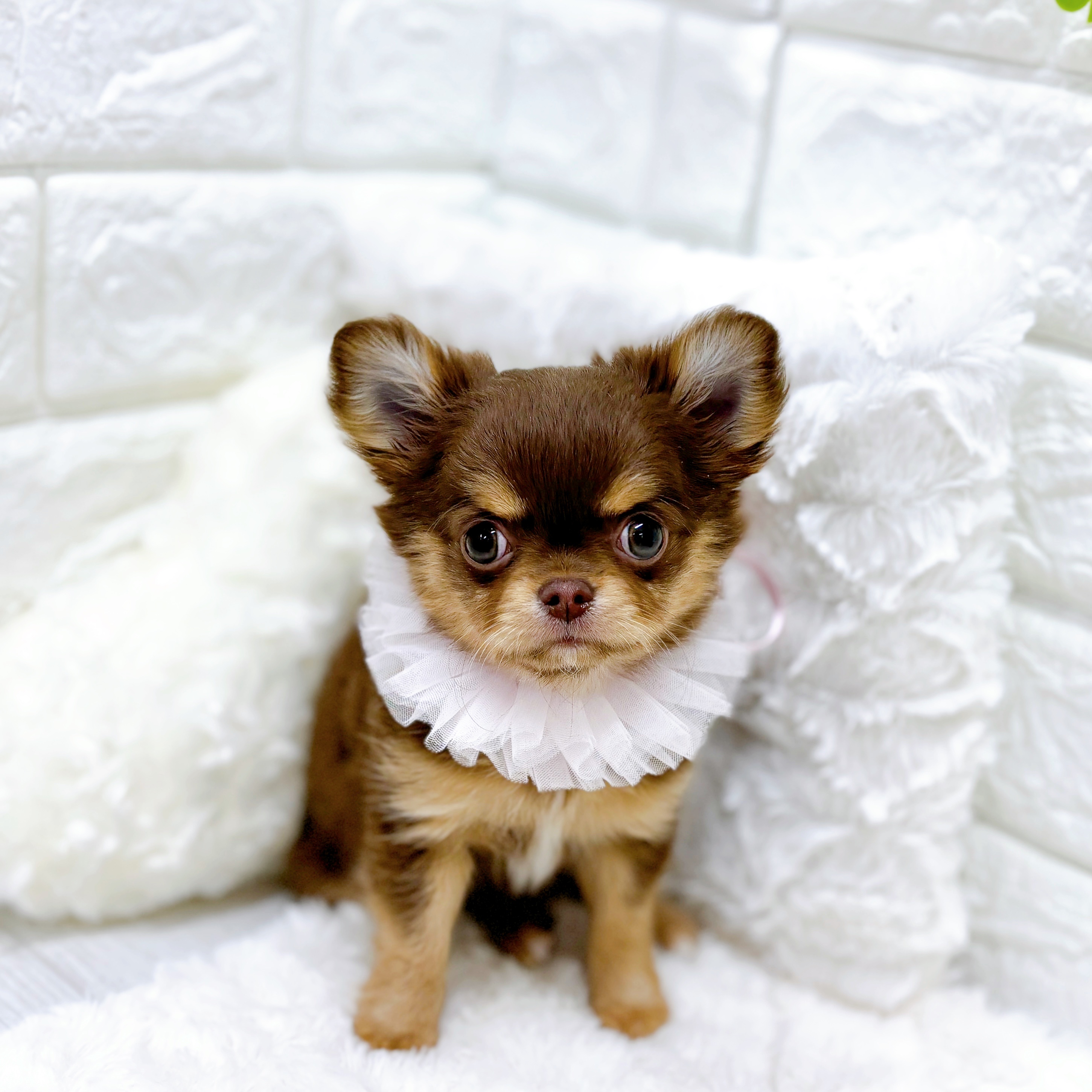 福井県のチワワ(ロング) (犬の家＆猫の里アミーゴ福井店/2025年12月14日生まれ/女の子/チョコレートタンホワイト)の子犬の1枚目の画像