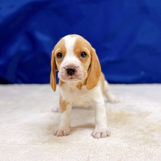 愛知県のビーグル (犬の家＆猫の里一宮店/2025年12月21日生まれ/女の子/レモンホワイト)の子犬の2枚目の画像