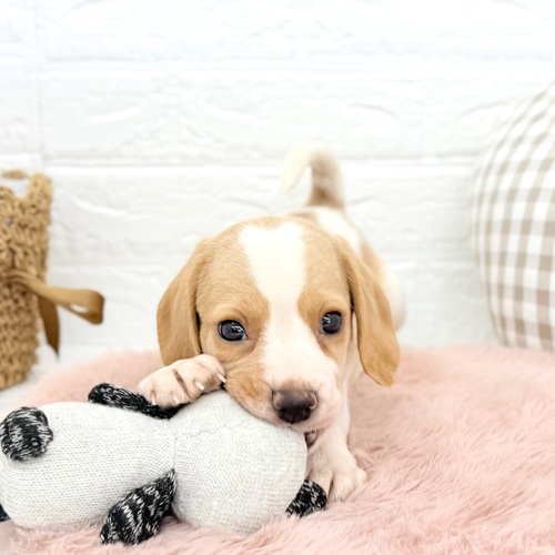 愛知県のビーグル (犬の家＆猫の里豊川インター店/2025年12月21日生まれ/女の子/レモンホワイト)の子犬の2枚目の画像