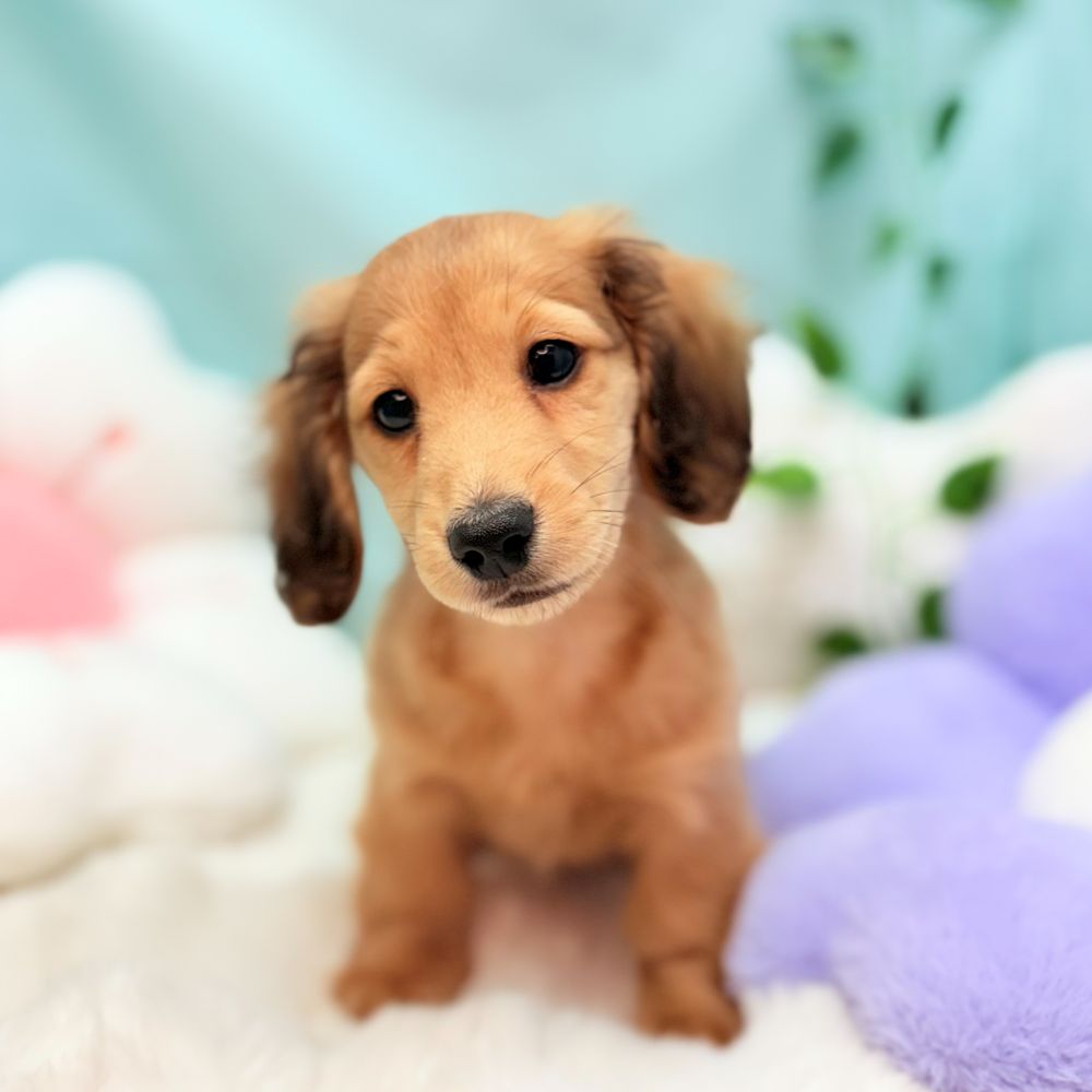 愛知県のカニンヘンダックスフンド(ロング) (犬の家＆猫の里愛知刈谷店/2025年12月10日生まれ/男の子/シェーデットイエロー)の子犬の2枚目の画像
