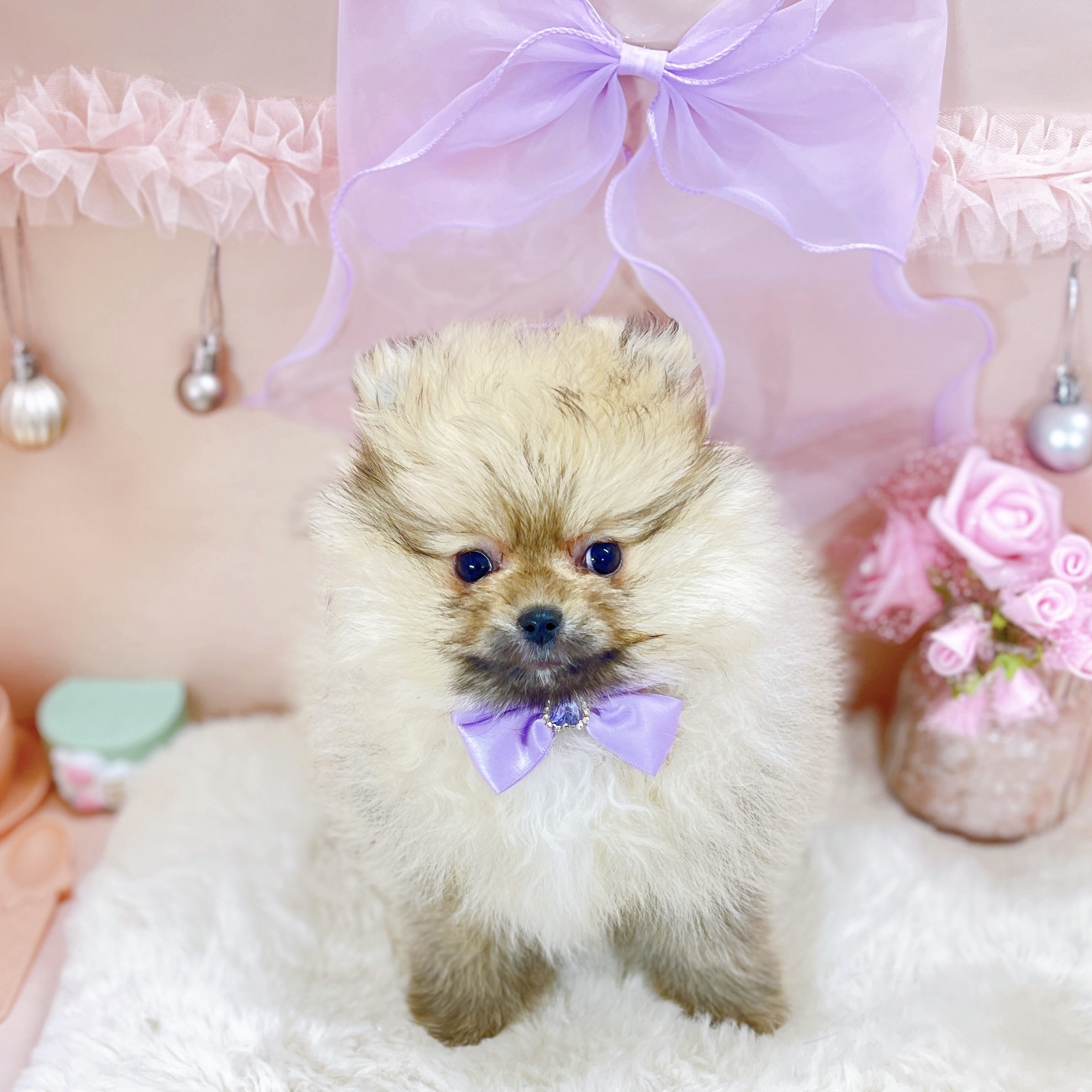 福井県のポメラニアン (犬の家＆猫の里アミーゴ福井大和田店/2025年12月14日生まれ/女の子/クリームセーブル)の子犬の1枚目の画像