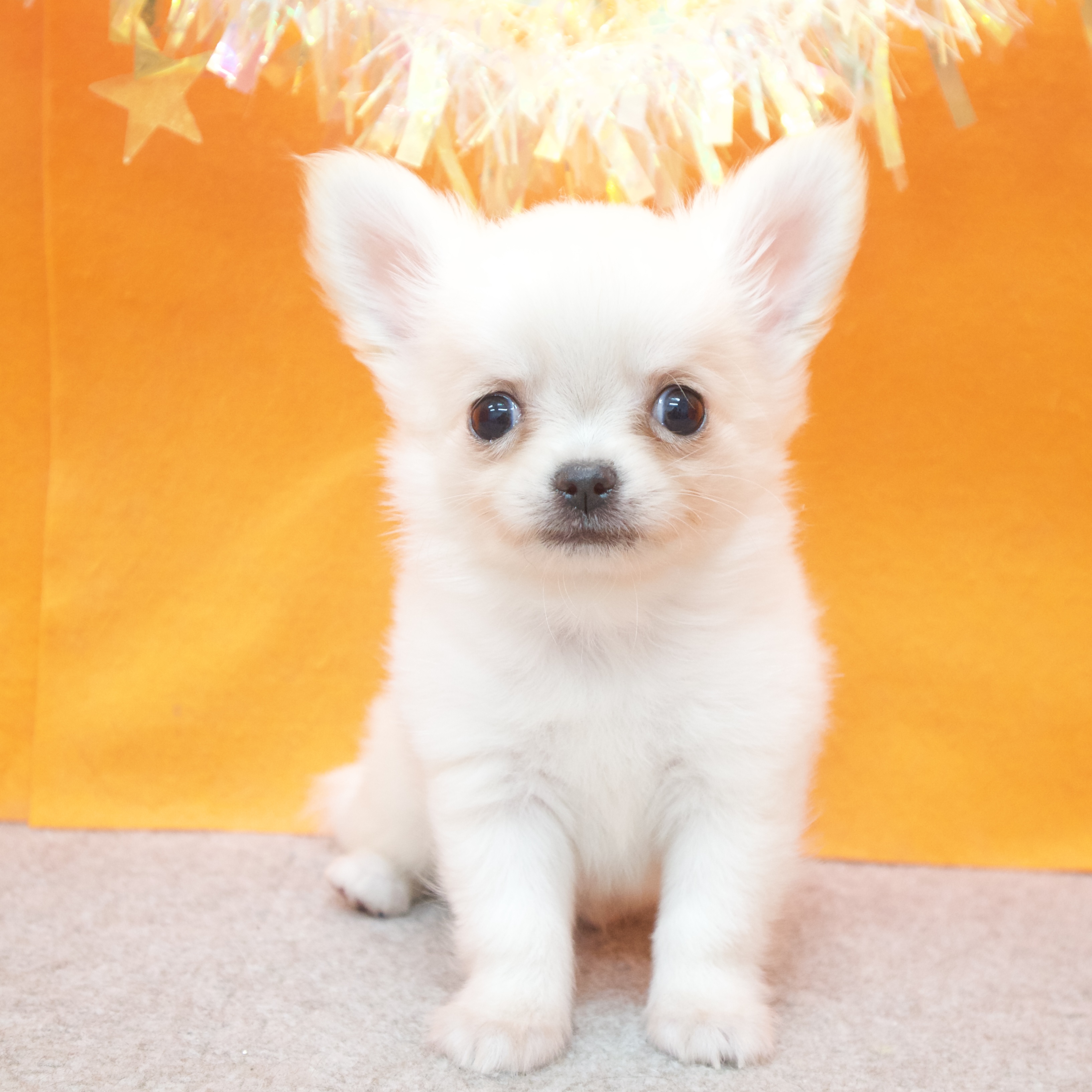 大阪府のチワワ(ロング) (犬の家＆猫の里吹田店/2025年12月20日生まれ/男の子/クリーム)の子犬の1枚目の画像