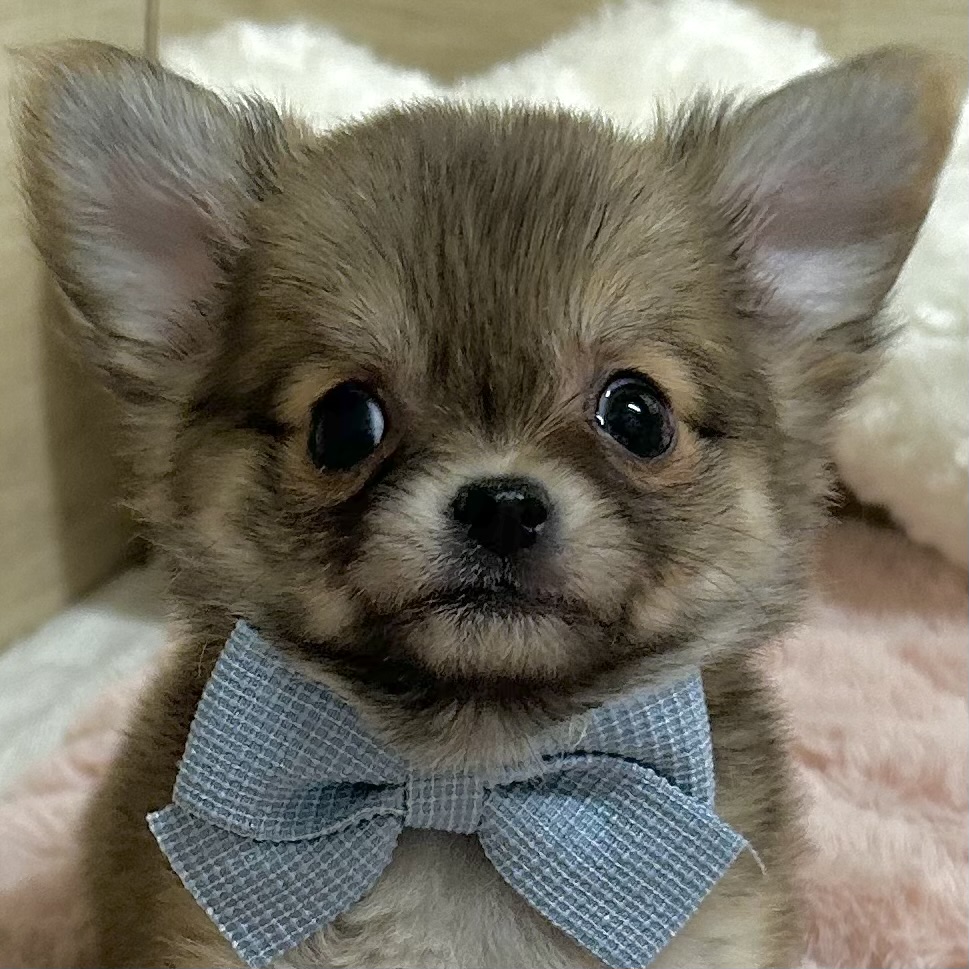 大阪府のチワワ(ロング) (犬の家＆猫の里そよら東岸和田店/2025年12月20日生まれ/女の子/レッド)の子犬の1枚目の画像