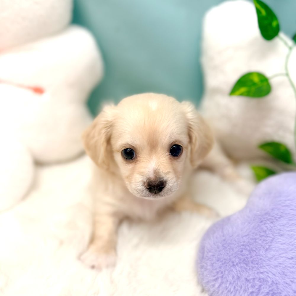 愛知県のチワックス(チワワ×ダックス) (犬の家＆猫の里愛知刈谷店/2025年12月21日生まれ/女の子/クリーム)の子犬の2枚目の画像