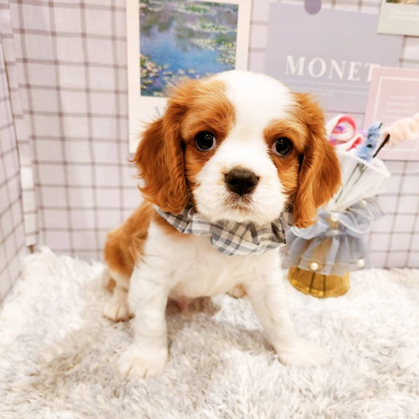 福井県のキャバリアキングチャールズスパニエル (犬の家＆猫の里福井店/2025年12月21日生まれ/男の子/ブレンハイム)の子犬の2枚目の画像