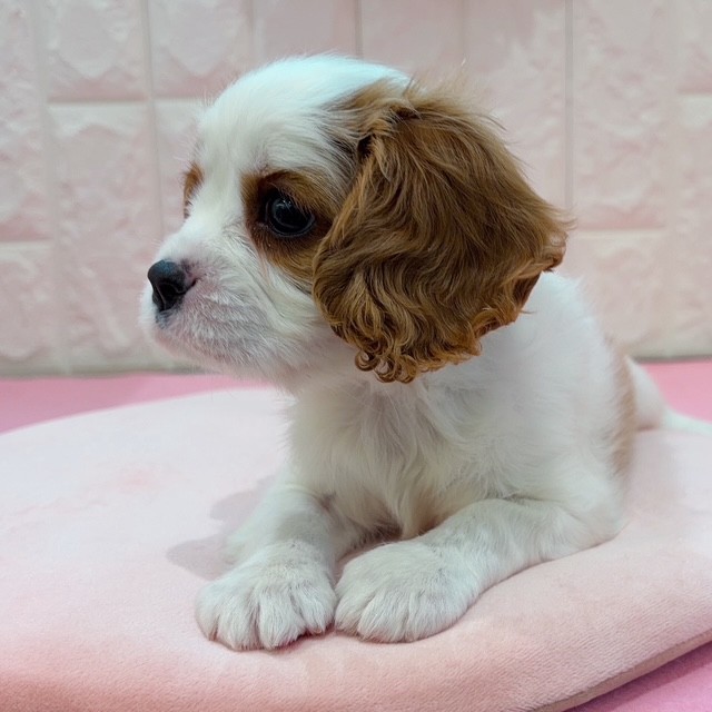 岡山県のキャバリアキングチャールズスパニエル (犬の家＆猫の里倉敷店/2025年12月21日生まれ/女の子/ブレンハイム)の子犬の2枚目の画像