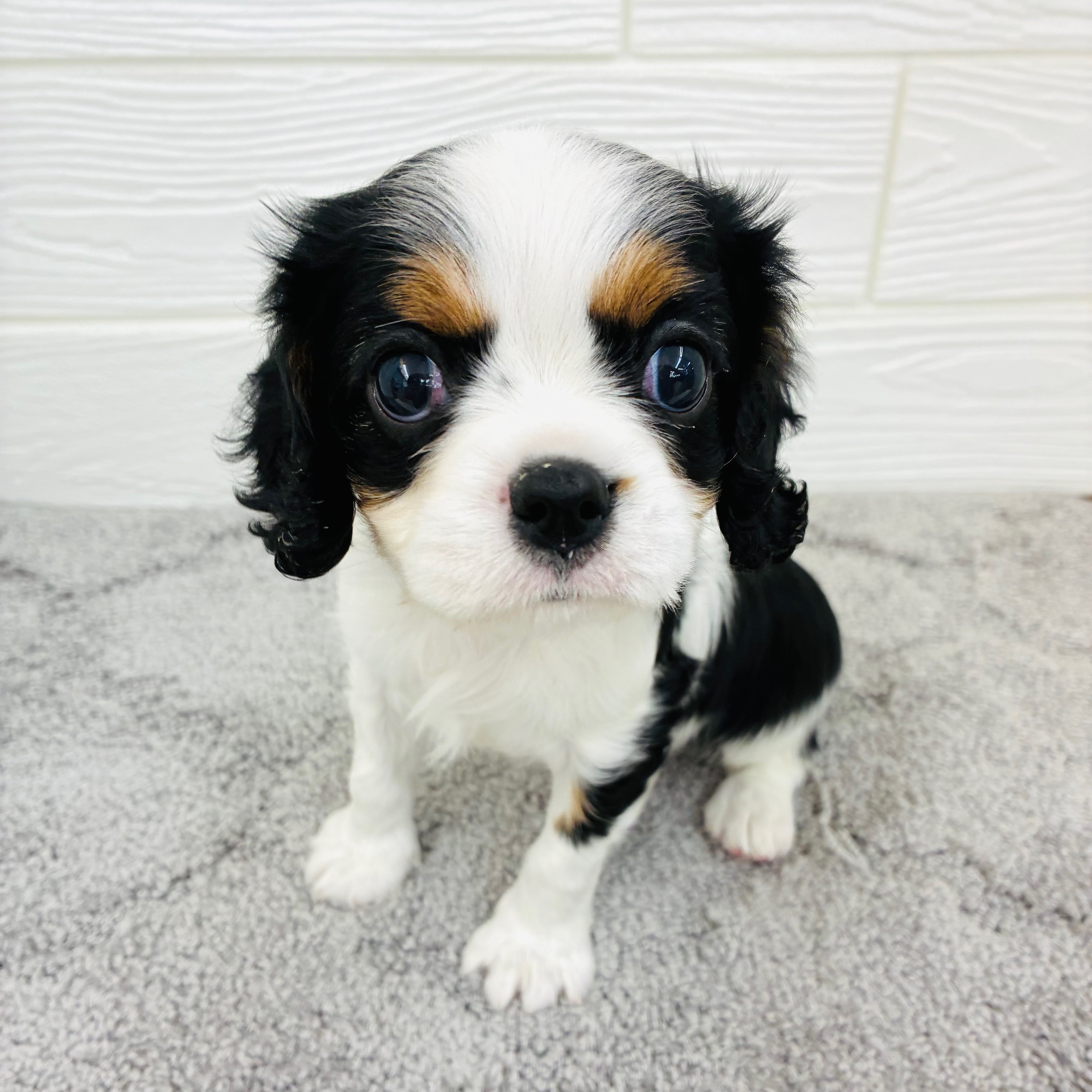 愛知県のキャバリアキングチャールズスパニエル (犬の家＆猫の里七宝店/2025年12月21日生まれ/女の子/トライカラー)の子犬の2枚目の画像