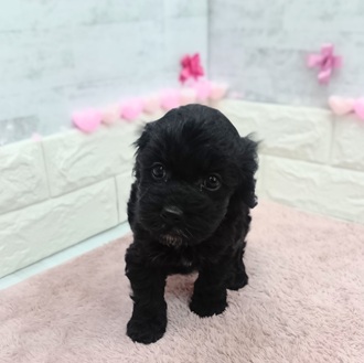 静岡県のコッカプー(アメリカンコッカースパニエル×プードル) (犬の家＆猫の里プレ葉ウォーク浜北店/2025年12月22日生まれ/男の子/ブラック)の子犬の2枚目の画像