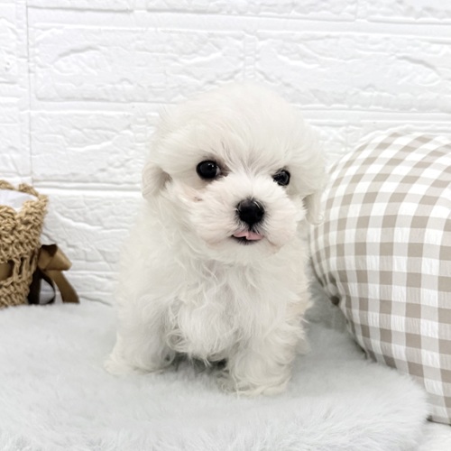 愛知県のマルチーズ (犬の家＆猫の里豊川インター店/2025年12月22日生まれ/男の子/ホワイト)の子犬の2枚目の画像