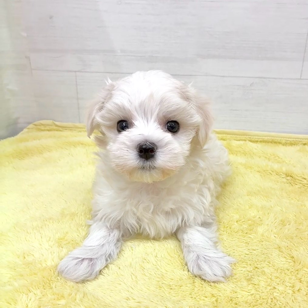 愛知県のマルチーズ (犬の家＆猫の里碧南店/2025年12月22日生まれ/男の子/ホワイト)の子犬の2枚目の画像