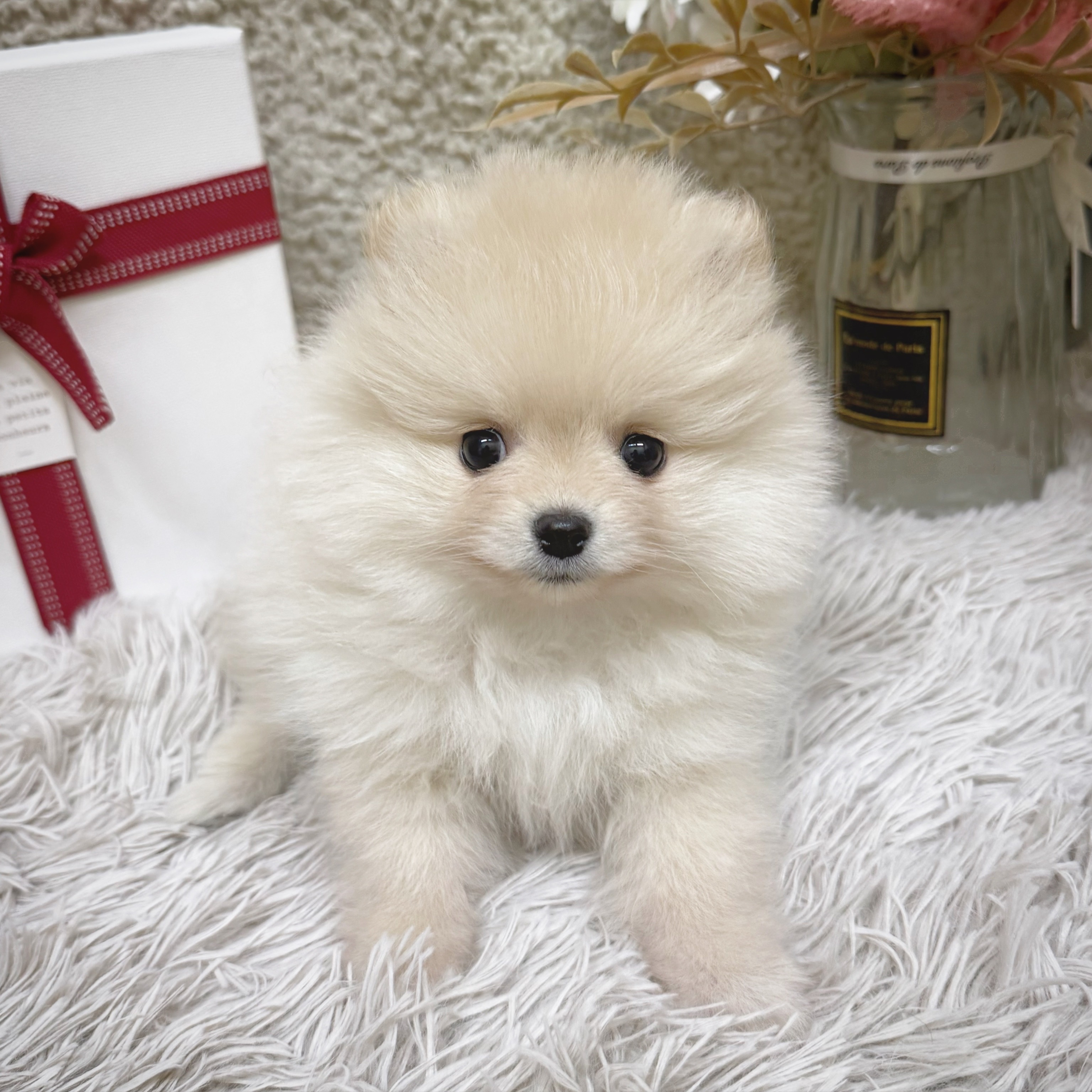 静岡県のポメラニアン (犬の家＆猫の里藤枝店/2025年12月22日生まれ/女の子/クリーム)の子犬の1枚目の画像