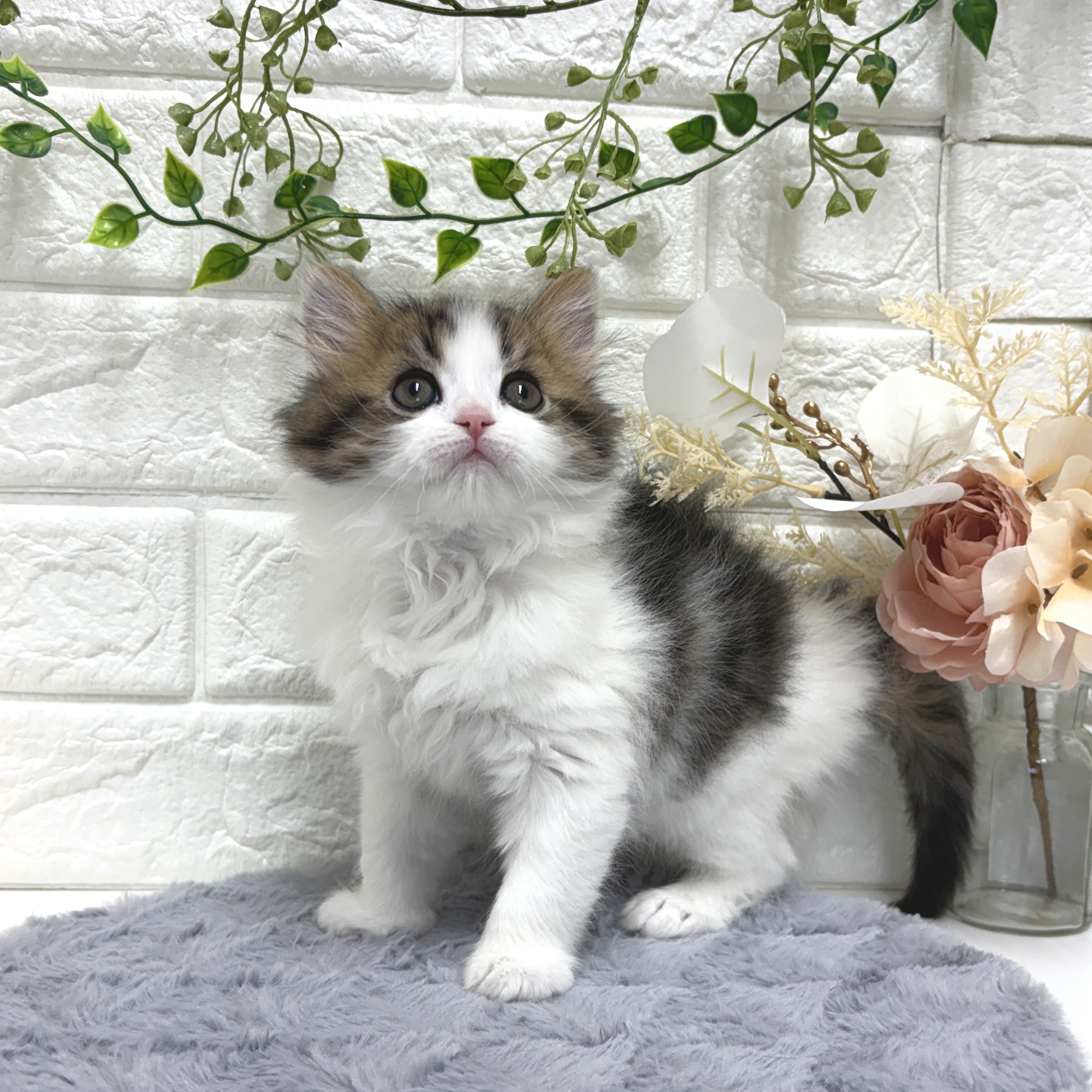 東京都のマンチカン (犬の家＆猫の里ペットフォレスト小平店/2025年12月23日生まれ/男の子/ブラックタビーホワイト)の子猫の2枚目の画像