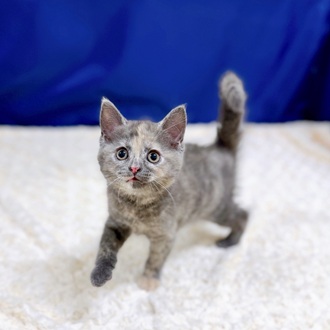 愛知県のマンチカン (犬の家＆猫の里一宮店/2025年12月22日生まれ/女の子/ブルークリーム)の子猫の2枚目の画像