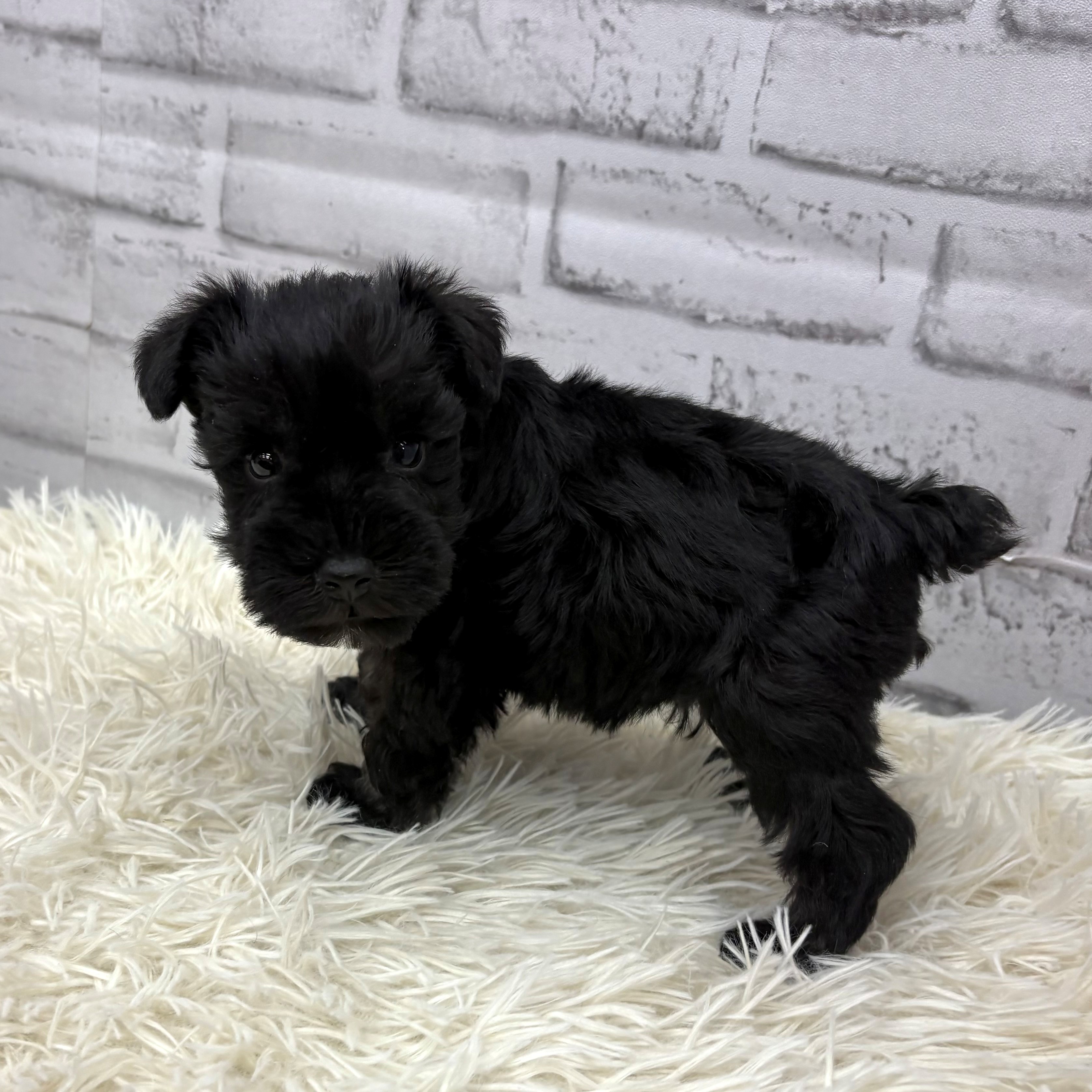 愛知県のミニチュアシュナウザー (犬の家＆猫の里MEGAドン・キホーテ東海名和店/2025年12月23日生まれ/男の子/ブラックシルバー)の子犬の2枚目の画像