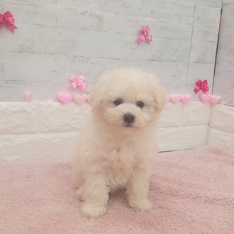 静岡県のトイプードル(トイ) (犬の家＆猫の里プレ葉ウォーク浜北店/2025年12月21日生まれ/女の子/ホワイト)の子犬の2枚目の画像