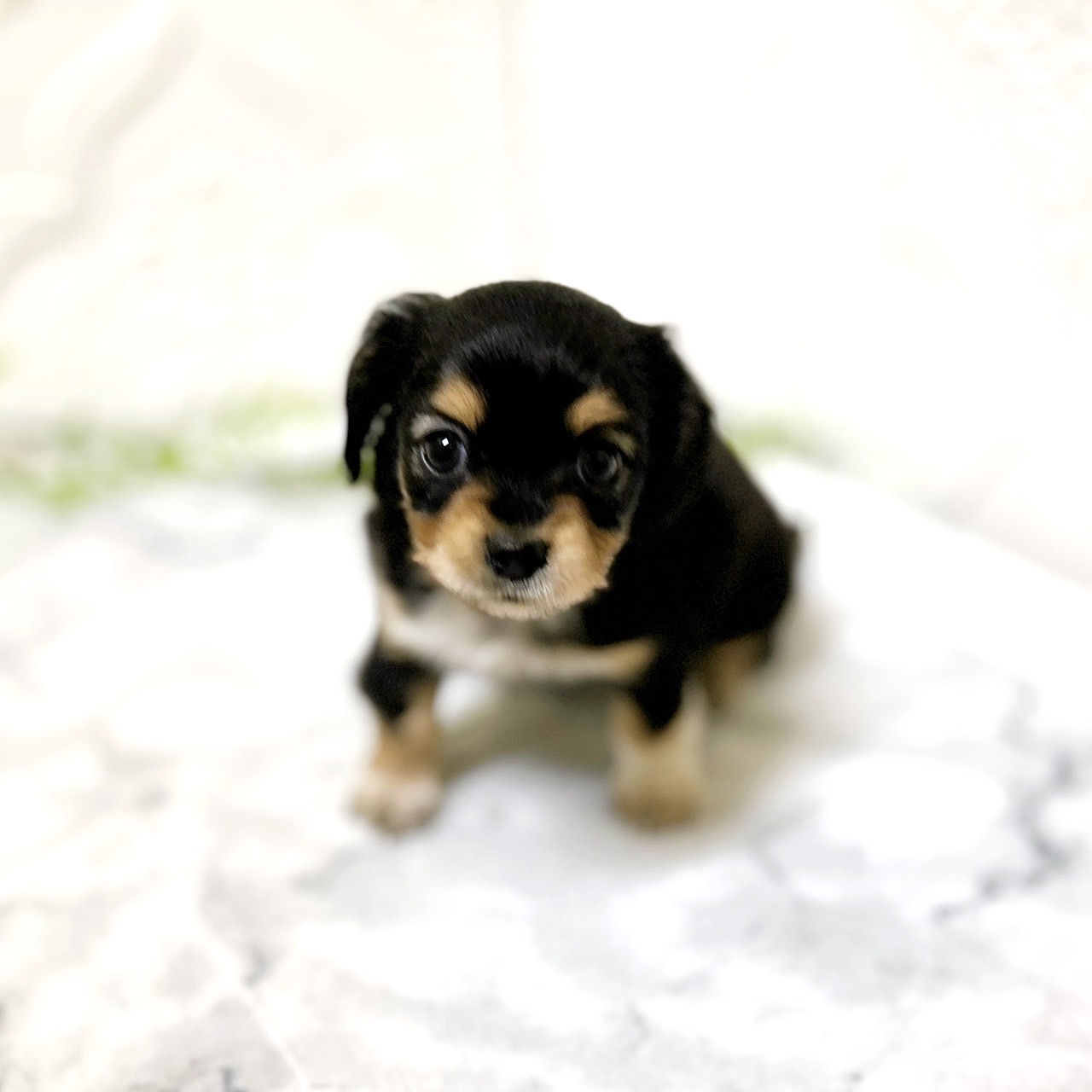 愛知県のチワックス(チワワ×ダックス) (犬の家＆猫の里岡崎店/2025年12月23日生まれ/女の子/ブラックタン)の子犬の1枚目の画像