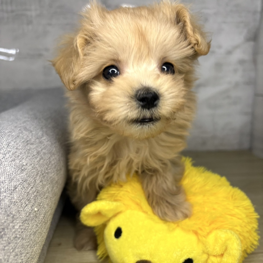 長野県のマルプー(マルチーズ×プードル) (犬の家＆猫の里塩尻店/2025年12月21日生まれ/男の子/アプリコット)の子犬の2枚目の画像