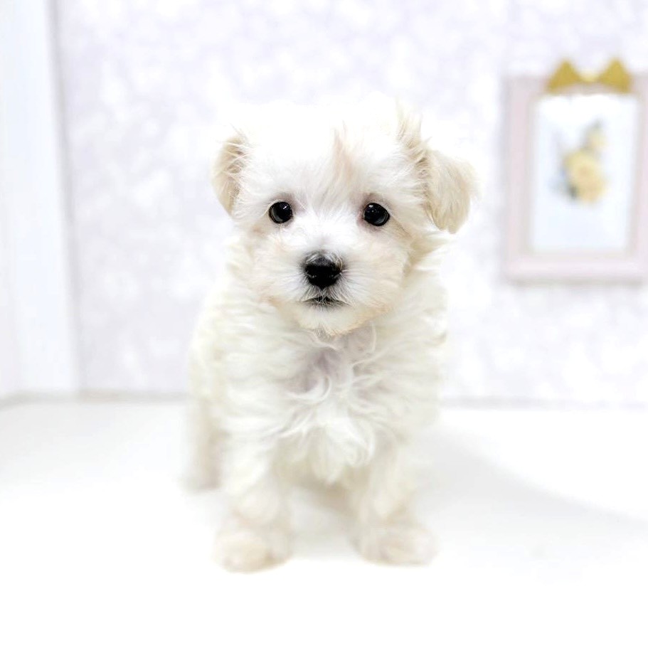 富山県のマルプー(マルチーズ×プードル) (犬の家＆猫の里アミーゴ高岡蓮花寺店/2025年12月21日生まれ/男の子/クリーム)の子犬の1枚目の画像