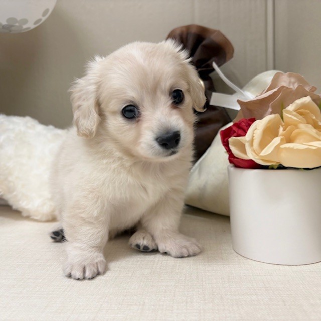 千葉県のチワックス(チワワ×ダックス) (犬の家＆猫の里ワンズモール稲毛店/2025年12月23日生まれ/男の子/イエロー)の子犬の2枚目の画像