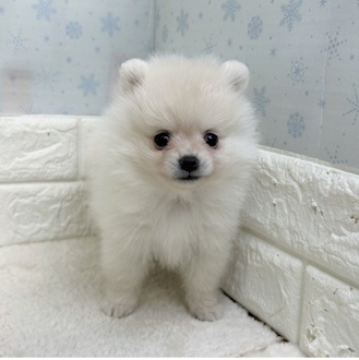 静岡県のポメラニアン (犬の家＆猫の里マークイズ静岡店/2025年12月22日生まれ/男の子/クリーム)の子犬