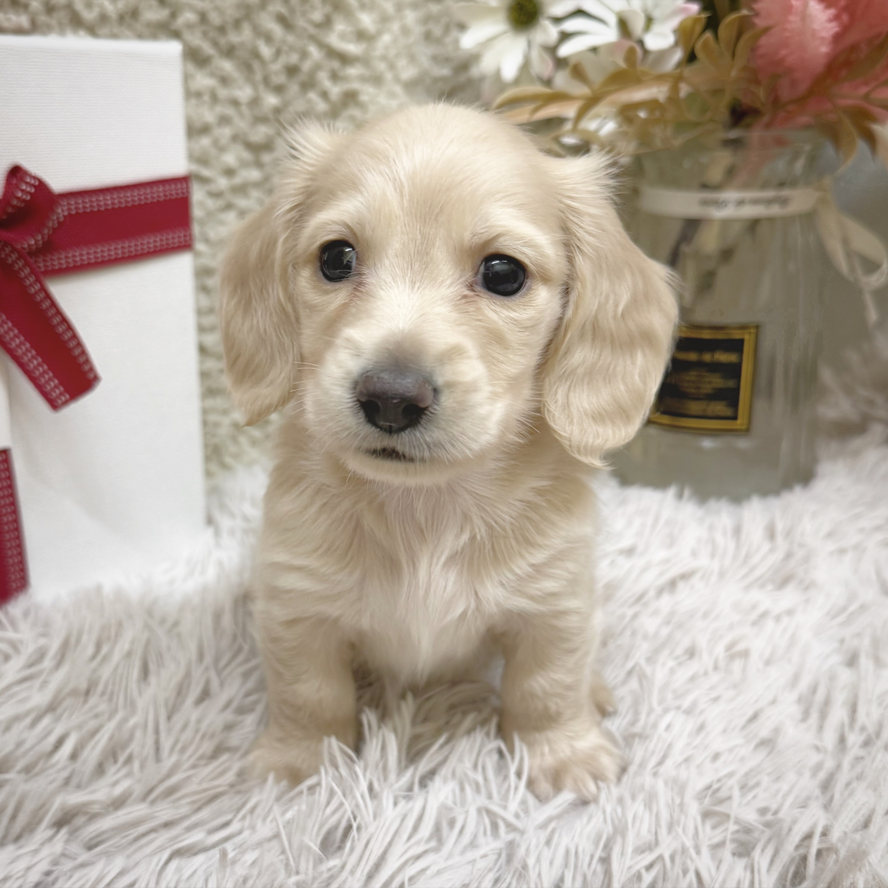 静岡県のミニチュアダックスフンド(ロング) (犬の家＆猫の里藤枝店/2025年12月17日生まれ/男の子/イエロー)の子犬の2枚目の画像