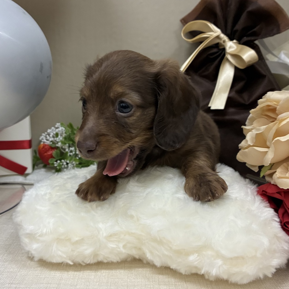 千葉県のミニチュアダックスフンド(ロング) (犬の家＆猫の里ワンズモール稲毛店/2025年12月22日生まれ/男の子/チョコレートタン)の子犬の2枚目の画像