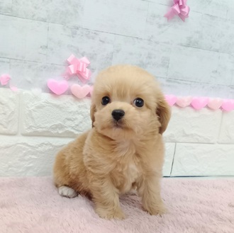 静岡県のチワプー/プーチー(チワワ×プードル) (犬の家＆猫の里プレ葉ウォーク浜北店/2025年12月23日生まれ/男の子/アプリコット)の子犬の2枚目の画像