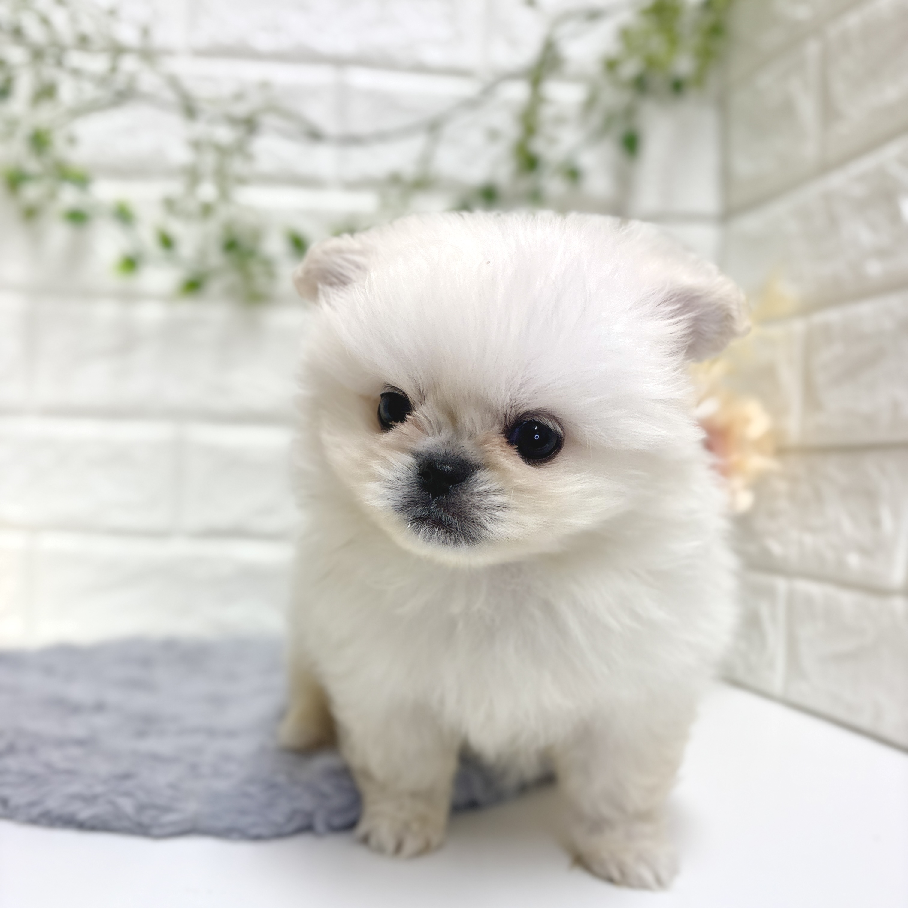 ハーフ犬男の子の写真