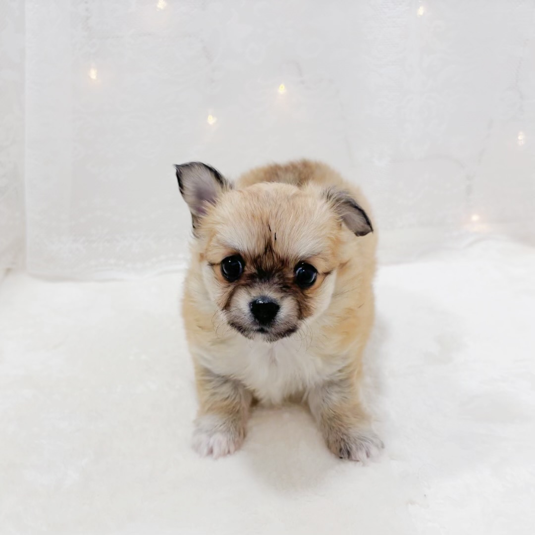 千葉県のチワワ(ロング) (犬の家＆猫の里BIGHOPガーデンモール印西店/2025年12月21日生まれ/女の子/フォーンホワイト)の子犬の1枚目の画像