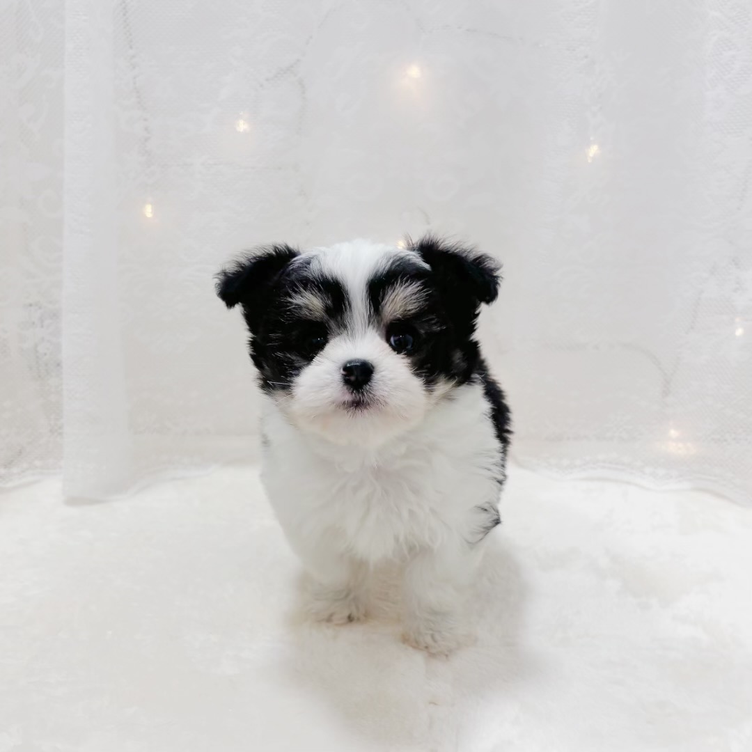 千葉県のチワマル/マルチワ(チワワ×マルチーズ) (犬の家＆猫の里BIGHOPガーデンモール印西店/2025年12月20日生まれ/男の子/ホワイトブラックタン)の子犬の2枚目の画像